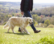 Paseadores de perros